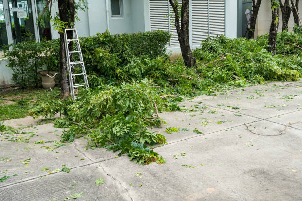 Professional Tree Care Services in Royal Palm Estates, FL